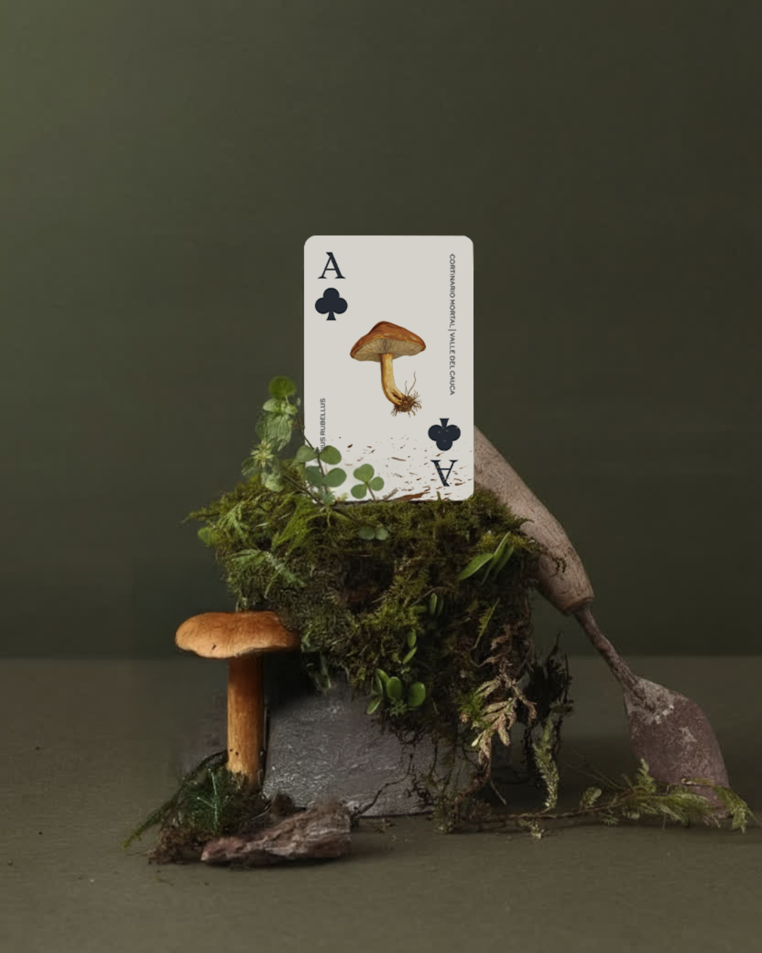 CARTAS FUNGI.
