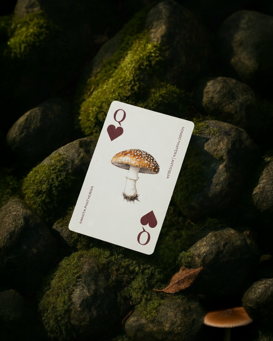 CARTAS FUNGI.