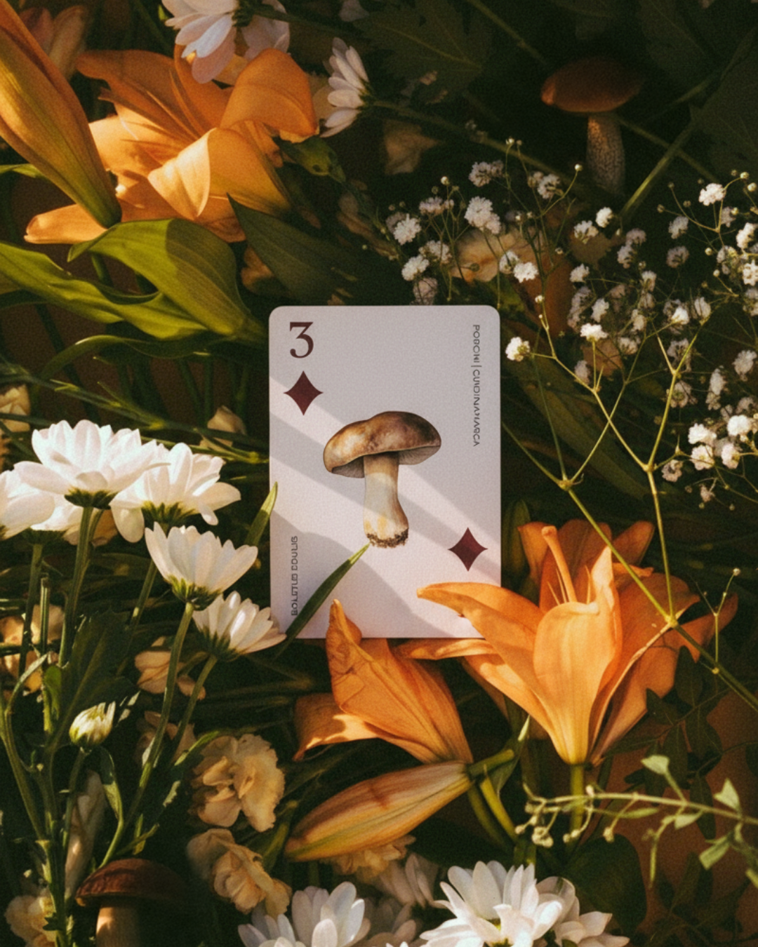 CARTAS FUNGI.